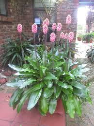 Image result for Eriocaulon abyssinicum