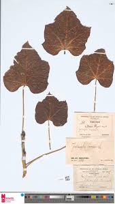Image result for Elytrophorus globularis