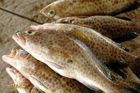 Harga ikan kerapu juga cukup tinggi karena mengandung gizi yang lengkap. Layanan Tanya Jawab Petani Nelayan Gembala