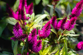 Image result for Celosia argentea