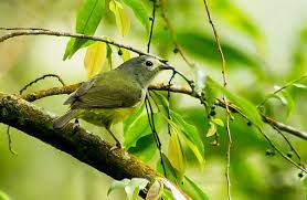 Suaraburung trucukan gacor адалы kumpulan суар burung trucukan terbaik & lengkap. Suara Burung Peor