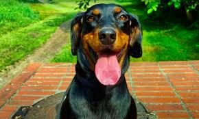 Image result for slovenský kopov