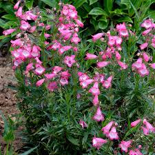 Image result for Penstemon