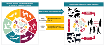 Dimasa pandemi covid ini menjadi kesempatan emas bagi para blogger dalam membagikan perangkat pembelajran kurikulum 2013 untuk edisi revisi 2019 2020. Scientists Warn Of More Pandemics Unless We Stop Harming Nature World Economic Forum