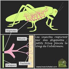 Stigmates Insectes Insecthotel Insecte Nature Biologie Animal Animaux Biodiversite Biodiversity Faune Wildlife Www Insects Faune Biodiversite Et Animaux