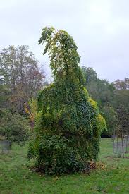 Check spelling or type a new query. Styrax Japonicus Trees And Shrubs Online