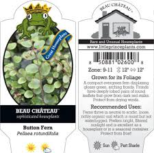 Image result for Pellaea boivinii