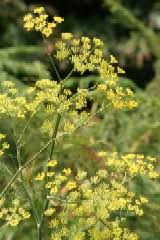 Use this handy identification guide on some of the most common british wildflowers, with bright yellow flowers emerge from light green calyces. Native British Wild Flower Calendar