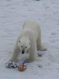 Submariners Feed Polar Bears With Garbage Eye On The Arctic
