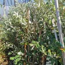 Image result for Brachylaena discolor