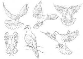 How To Draw Pigeons Step 4 Animal Drawings Dove Tattoo Design Dove Drawing