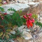 Image result for Caesalpinia cassioides