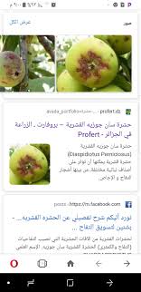 pin by طه القعيصي on غع peach fruit apple