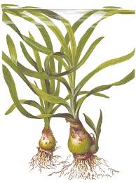 Image result for Crinum subcernuum