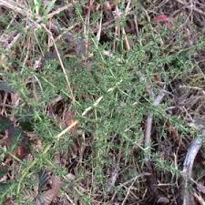 Image result for Asparagus exuvialis