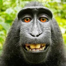 Места оттава искусство и развлеченияпарк развлечений monkey around play & learn centre. Monkey Selfie Is Mine Uk Photographer Argues Bbc News
