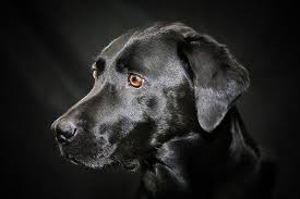 He is good with kids and other dogs. Labrador Retriever Rescue Scotland Home Facebook