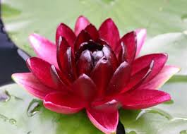 ← kumpulan mewarnai gambar bunga indonesia. Bunga Teratai Si Pemberi Warna Pada Kolam Bibitbunga Com