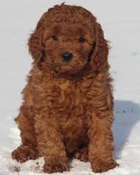 / find out more about the breed, pl. 23 Mini And Petite Goldendoodles Ideas Goldendoodle Mini Goldendoodle Goldendoodle Puppy