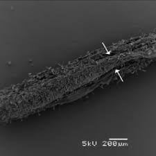 Image result for Pavetta eylesii