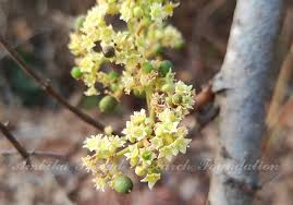 Image result for Lannea asymmetrica