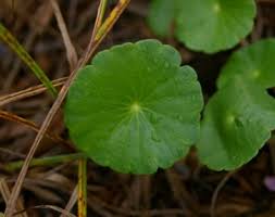 Image result for Hydrothauma manicatum