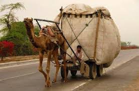 The camel gets hotter and hotter during the day. Fun Camel Facts For Kids