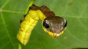 Check spelling or type a new query. Snake Mimic Caterpillar Hemeroplanes Triptolemus Sphingidae Youtube