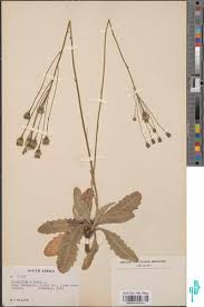 Image result for Tolpis capensis