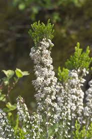 Image result for Erica arborea