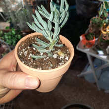 Image result for tbn:HNtrRnQBmFuaxM::www.bluechopsticks.com/img_large/800CC_0805S1015.jpg