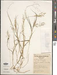 Image result for Panicum flacciflorum