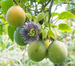 Image result for Passiflora ligularis