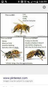 Good To Know Yellow Jacket Is A Wasp Yellow Jacket In Not In The Bee Family Bee Wasp Bee Wasp Hornet