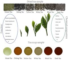 Image result for Camellia sinensis