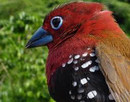 These stories are keenly observant of, and offer an explanation for, the black swan's colouration. How Birds Turn Red