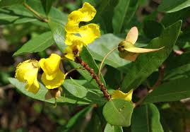Image result for Acridocarpus natalitius