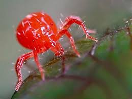 Image result for Chigger