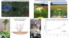 Carbon sequestration of hazelnut orchards in central Italy ...