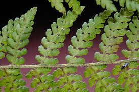 Image result for Hypolepis sparsisora