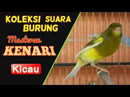 Info Terkait Suara Kenari Juara Mp3 Free Download Mp3 Suara Burung Ciblek Juara 2015 Jenis Burung Burung Kenari