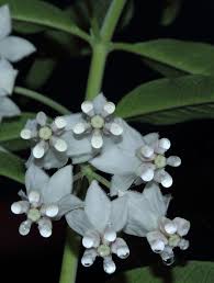 Image result for Gomphocarpus semilunatus