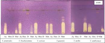 Image result for Terminalia brachystemma ×  sericea