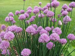 A Clump Of Chives Allium Schoenoprasum Family Amaryllidaceae Photo By Captain Tucker Edible Wild Plants Allium Schoenoprasum Chives Plant