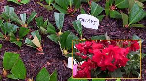 Be sure to add fresh water as needed until the cuttings are fully this cutting grew substantially in the water after it was rooted and before it was potted. Taking Cuttings Of Rhododendrons In The Garden And Filling The Propagation Frame Youtube