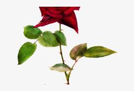 Thornvines has no known uses in crafting. Vines Clipart Pink Rose Roses With Thorns 640x480 Png Download Pngkit