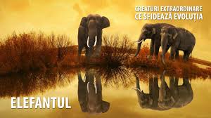 De ce nu uită elefanţii nici odată nimic? Elefantul Creaturi Extraordinare Care Sfideaza EvoluÈia Alfa Omega Tv