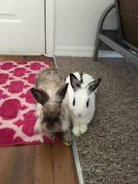 Sie sind ja so putzig kuschlig tapsig fluffig ausmalbilder baby meerschweinchen frisch konabeun zum ausdrucken ausmalbild süßes. Die Besten 25 Kaninchen Bilder Ideen Auf Pinterest Hasen Bilder Osterhase Zeichnen Und Cute766