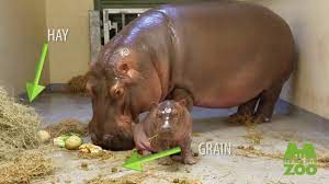 The pygmy hippo has adaptations for spending time in the water but is much less aquatic than the hippo. Hippo Zooborns
