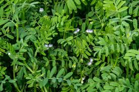 Image result for Lens culinaris